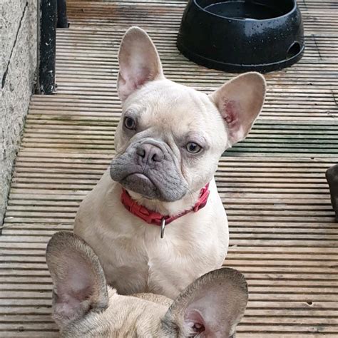 KC Lilac Fawn French Bulldog Puppy | in Dundee | Gumtree