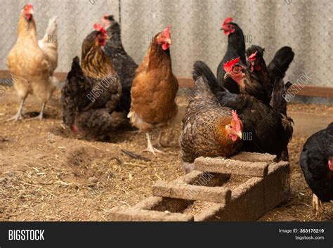 Red Hen On Farm Image And Photo Free Trial Bigstock