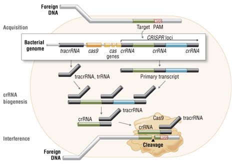 Crisprcas9 And Targeted Genome Editing Neue Ära In Der