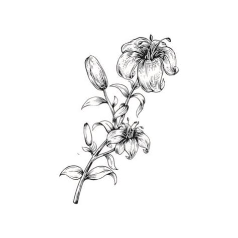 Realistic Tiger Lily Flower Drawing