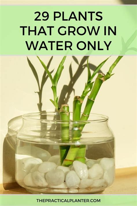 29 Plants That Grow In Water Only Without A Hydroponic System
