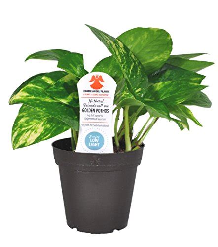 Costa Farms Exotic Angel Pothos Live Indoor Plant 4 Pack Free2dayship