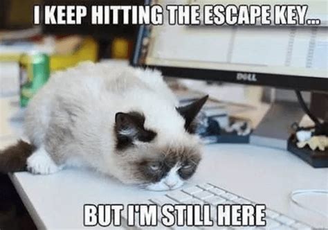 Get The Shocking Funny Cat Office Memes Hilarious Pets Pictures