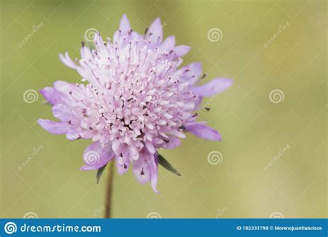 Scabiosa Atropurpurea Pincushion Flower Plant With Beautiful Purple And
