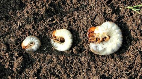 How To Get Rid Of Lawn Grubs Angies List