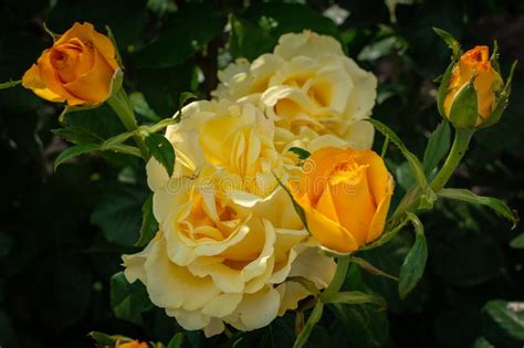 Closeup Of Beautiful Yellow Rose In Garden Stock Image Image Of Fresh