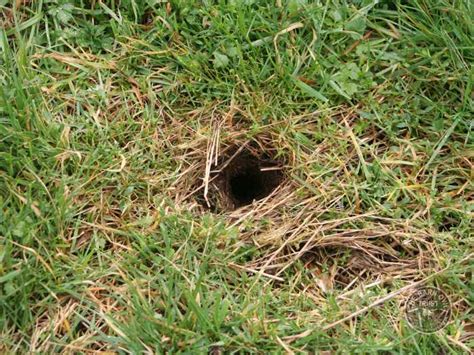 Field Vole Holes Hole The Barn Owl Trust
