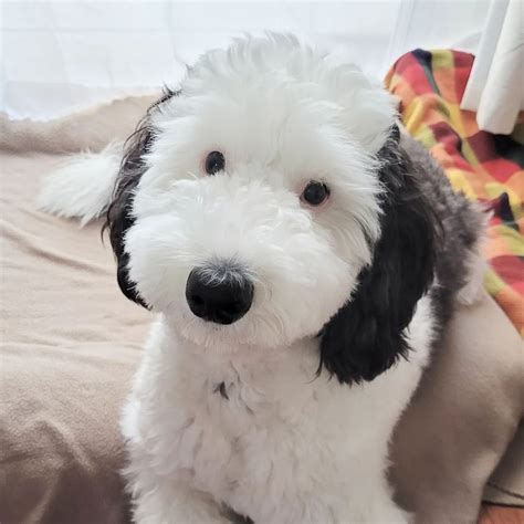 Bayley The Sheepadoodle The Dog That Looks Like Snoopy