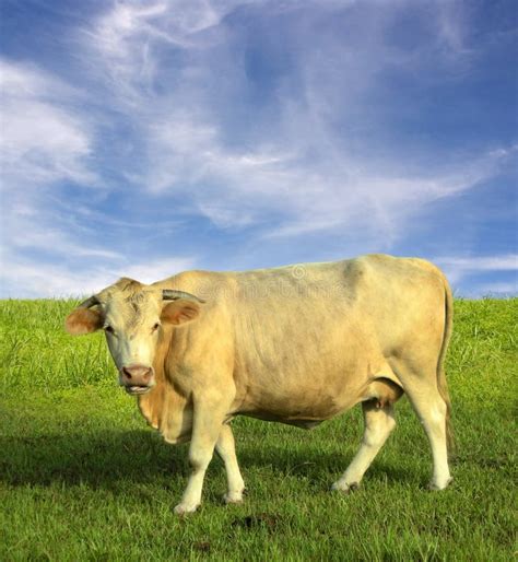 Cow In Field Stock Photo Image Of Portrait Bovine Simple 4445786