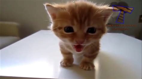 2 Little Kittens Meowing And Talking Cute Cats Saying Meow Youtube