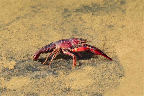 Pet Crayfish 7 Freshwater Aquarium Crayfish Aquariadise