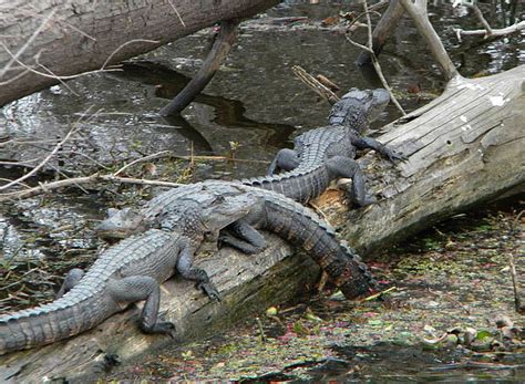 Photo Gallery Jean Lafitte Swamp Tours Swamp Tours Animal Sounds