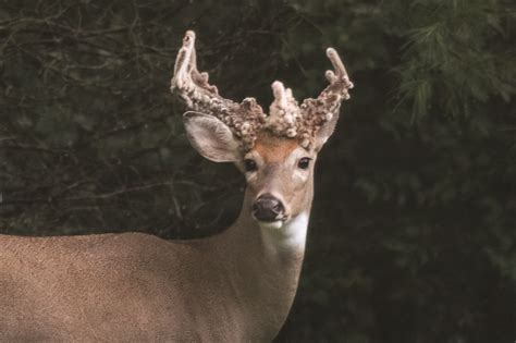 Weird Deer Kentucky Living