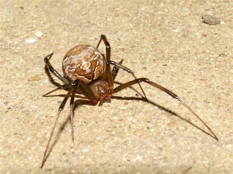Brown Widow Spider Facts Anatomy Diet Habitat Behavior