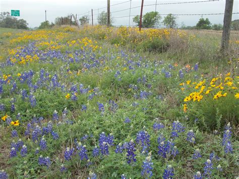 The Schramm Journey Spring Wildflowers Of Central Texas
