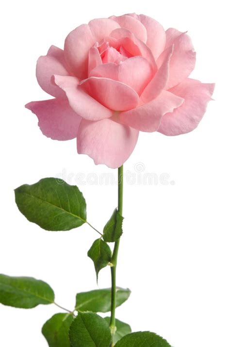 Beautiful Fresh Light Pink Rose Stock Photo Image Of Bloom Card