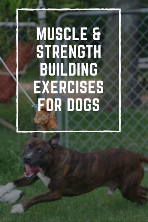 Muscle And Strength Building Exercises For Dogs Dog Exercise Strength