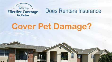 With florida's sunny climate and poisonous wildlife, dogs and cats are more susceptible to certain health risks. Does Renters Insurance Cover Pet Damage? - YouTube