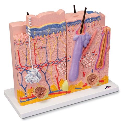 Anatomy Model Human Skin In 3 Parts