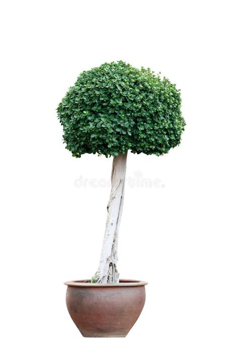 Ficus Annulata Bonsai Stock Photos Free And Royalty Free Stock Photos