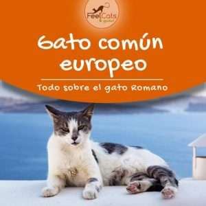 Gato N Europeo Todo Sobre El Gato Dom Stico Romano Feelcats