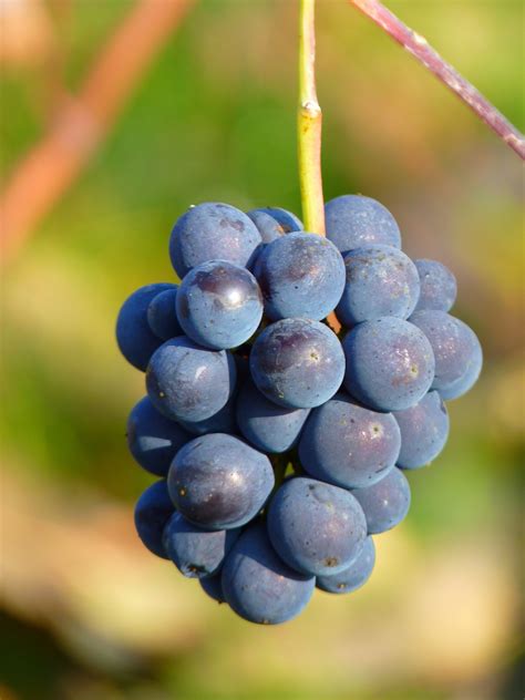 Free Images Branch Grape Vine Wine Fruit Berry Food Produce