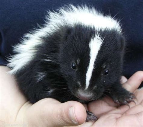 Baby Skunk Pictures Baby Skunks Cute Animal Pictures Animals Beautiful