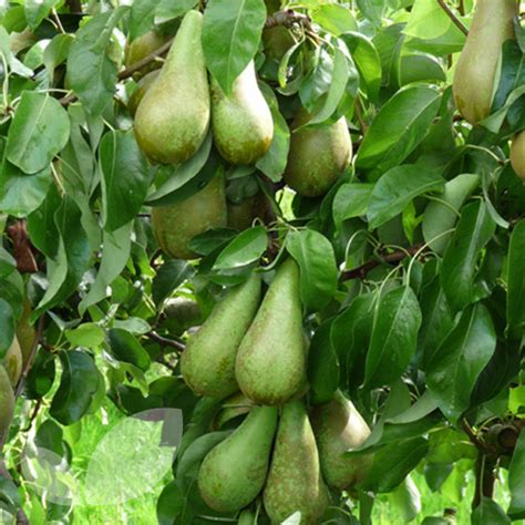 Pear Conference Fruit Trees For Sale Buy Online