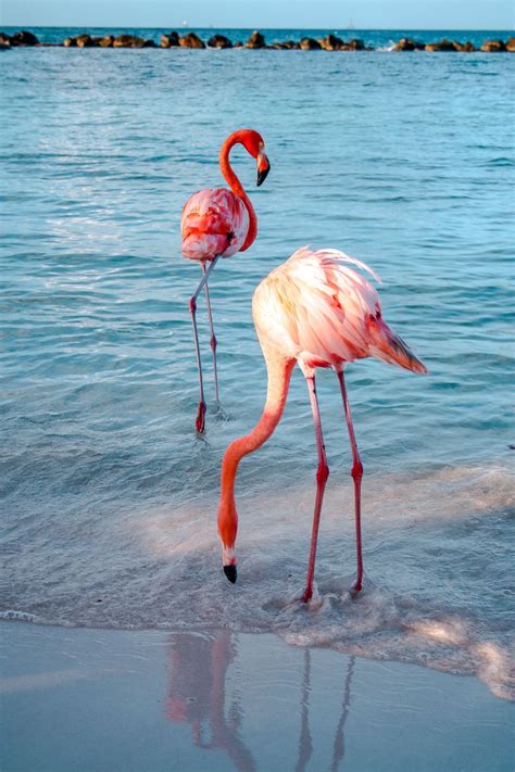 Flamingo Beach The Ultimate Guide To Visiting Arubas Famous