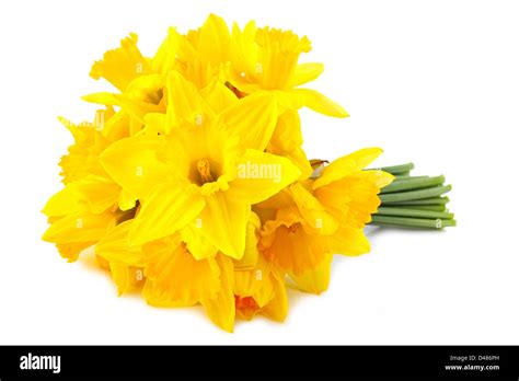 Bouquet Of Yellow Lent Lily Daffodil Isolated On White Background