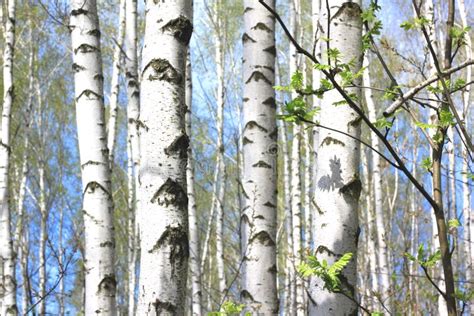 Beautiful White Birch Trees In Spring In Forest Stock Photo Image Of