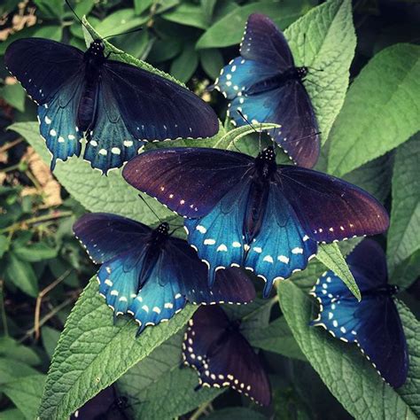 Man Repopulates Unique Butterfly Species Right In His Own Backyard