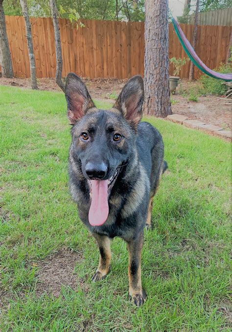 Trained Male German Shepherds For Sale In Texas