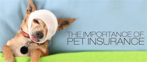 Some pet owners might want to stay away from typical pet insurance coverage and opt. Best Pet Insurance 2017 (In-Depth Reviews of the Top ...