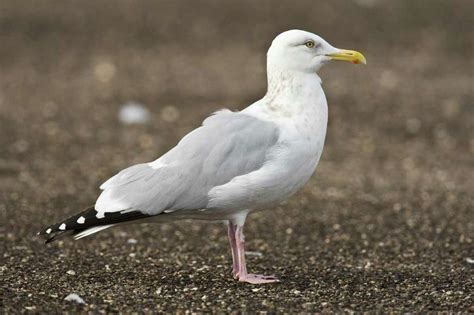 Identifying Gulls Confounds Even Experienced Birders