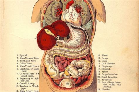 Anatomia Del Cuerpo Humano Infografia De La Estructura De Los Organos Images