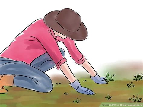 Poke seeds into the soil about 2 inches (5.1 cm) deep for seeds or 1 inch (2.5 cm) for seedlings. 3 Easy Ways to Grow Cucumbers (with Pictures) - wikiHow