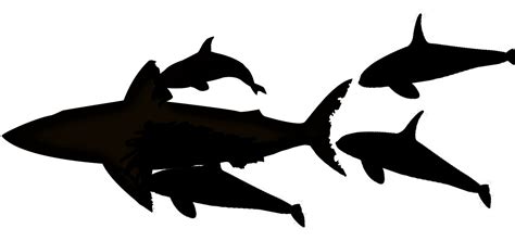 Megalodon Vs Orca Killer Whale Who Would Win By Max