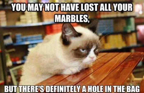 50 Most Funniest Grumpy Cat Memes Funny Pictures