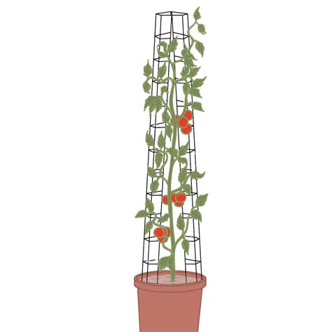 Tuteurs Tomate Universel Lot De 2 Vente Au Meilleur Prix Jardins