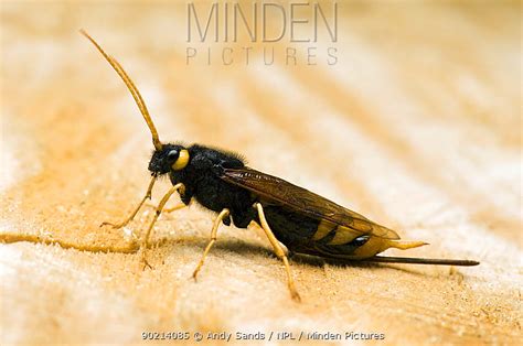 Giant Wood Wasp Stock Photo Minden Pictures