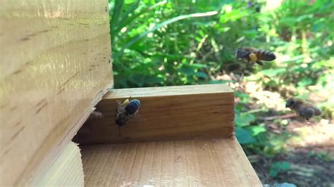 Slow Motion Bees 2 Youtube