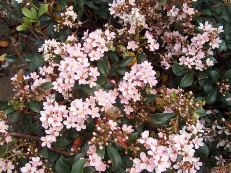 Flowering evergreen shrubs blossom seasonally and then stay green all year long. Indian hawthorn - Raphiolepis indica Evergreen small ...