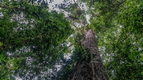 Amazon Scientists Reach The Tallest Tree In The World Its As Big As