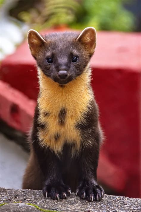 The Adorable Pine Marten Is Making A Comeback In England Oc Shelter Pets