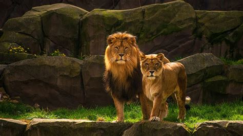 Desktop Wallpapers Lions Lioness Two Animals 1920x1080