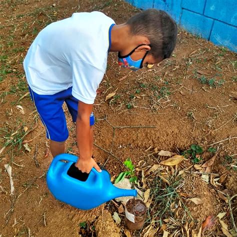 Projeto Plantar E Cuidar Ensina Crianças A Preservar O Meio Ambiente