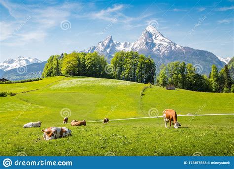 Idyllic Summer Landscape In The Alps With Cows Grazing Stock Photo