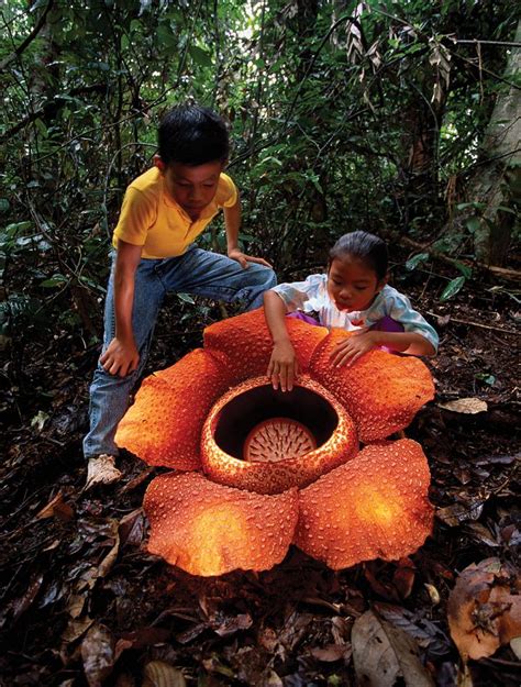 Cup3Tint3 Rafflesia Arnoldii