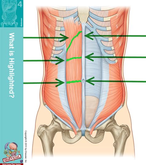 Level 49 Durham University Medicine Year One Memrise